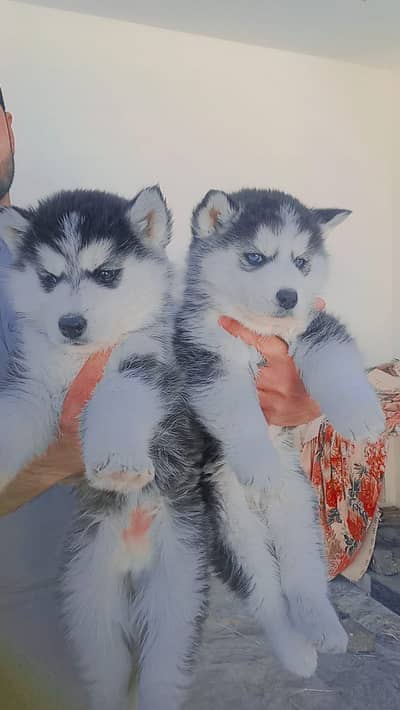 Puppies and breeder female available for sale