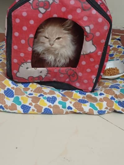 golden Persian cat  Garden town multan