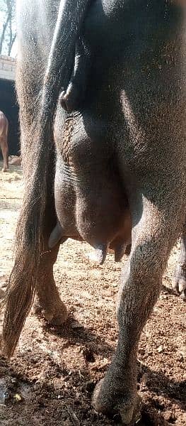 Bhains pahlin 5 6 din nikalti hai bas abhi pehla baby hai iska