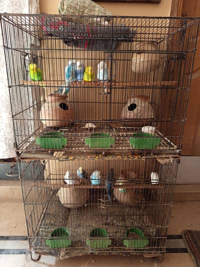 10 pairs Australian Parrots
