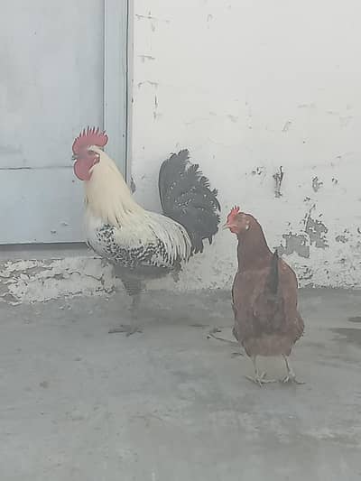 pure Golden mishri. deal