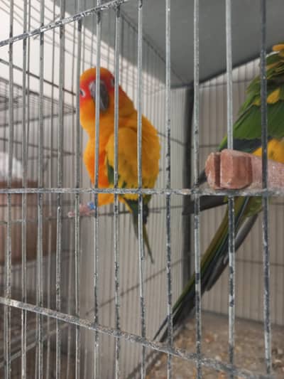 Sun conure pair for sale