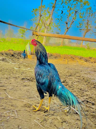 bhot he acha murga ha