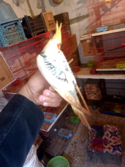 hand taeem Cocktail beautiful color lovebirdA Rs1800 java Rs1200