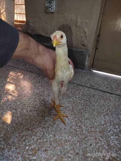 White Shamo| Shamo Chicks | German Shamo | | King Shamo