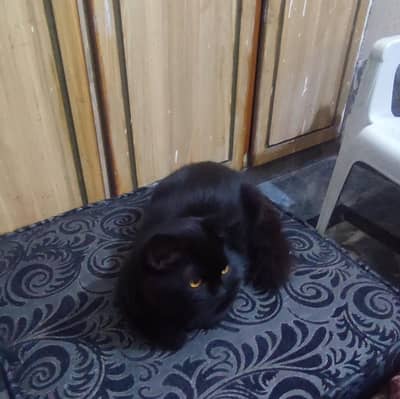 Male cat black