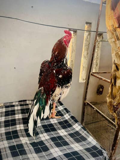 Cheena Aseel For Sale