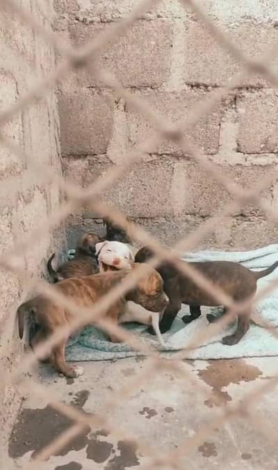 amrican pitbull terrier puppies