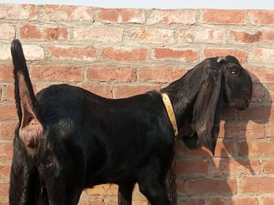Amritsari beetal bakri
