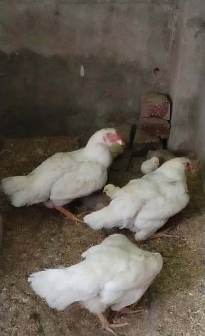 اصیل شاموں چوزے