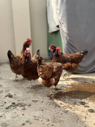 Egg laying RIR chickens for sale