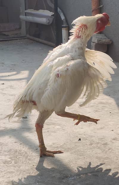 German White King Shamo Aseel