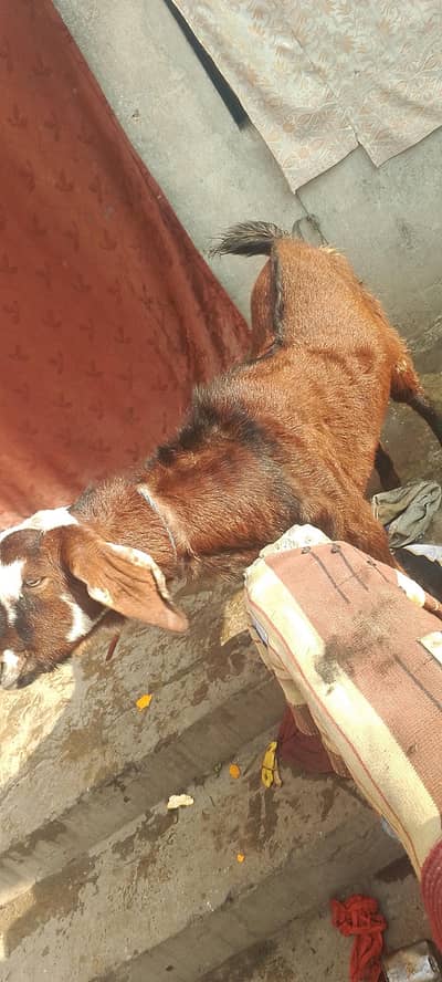 Bakra for sale