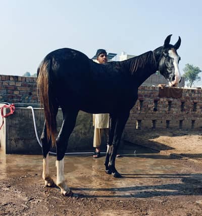 Brand wachari pure ravi breed