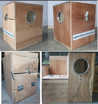 Ringneck,sunconure,cocktail,lovebird & Raw breeding kiker box