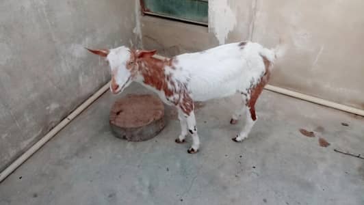 berbarry path makachini print paper White tedda dino albino eyes