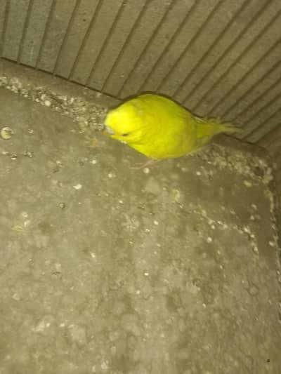 ustailion pair fast brdar hailte Butefol color