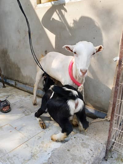 teddy bakri or bacha male