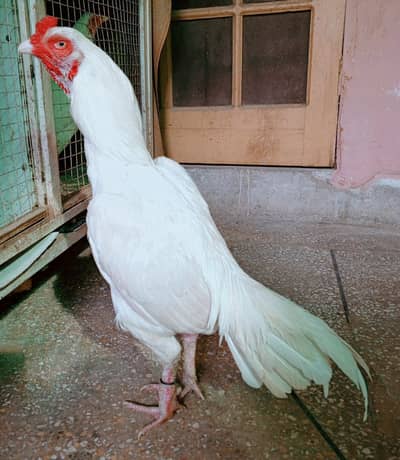 aseel murga Heera 03498200770