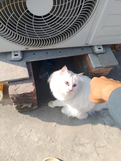 Preassian kitten 6 month old/03284104548