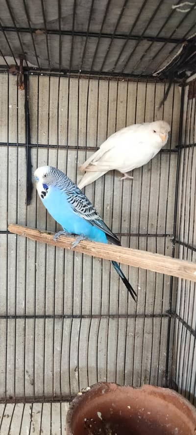 budgies breeders pairs for sale