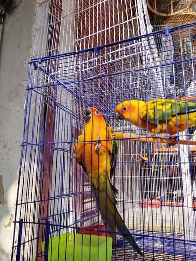 SUN CONURE PAIR BREDER CONFIRM MASHALLAH ALL OKAY 100%BREDEE