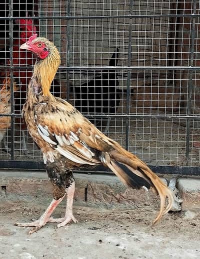 Aseel patha urgent for sale