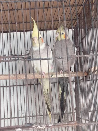 cocktail breeder pair looking for new shelter