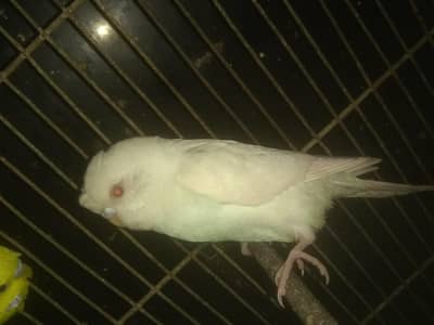 hailte butefol color   red  ice  pathy. 2 pis han