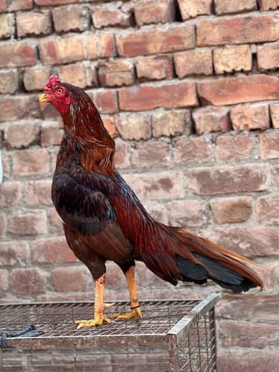 Aseel murga 03041979402