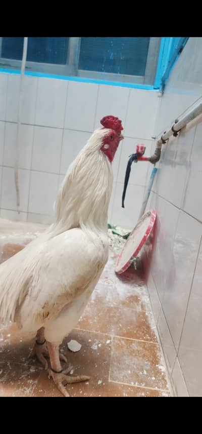 Pure miyawali heera aseel