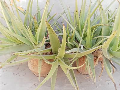 Aloe-Vera