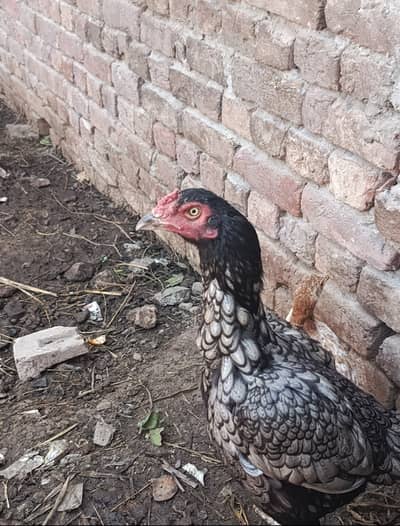 2 years old rampuri Aseel madi For sale In normal Price