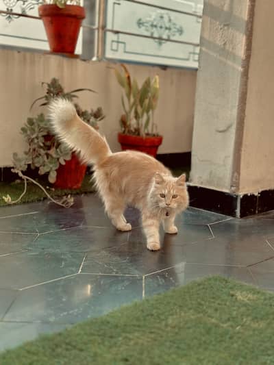 Cat persian