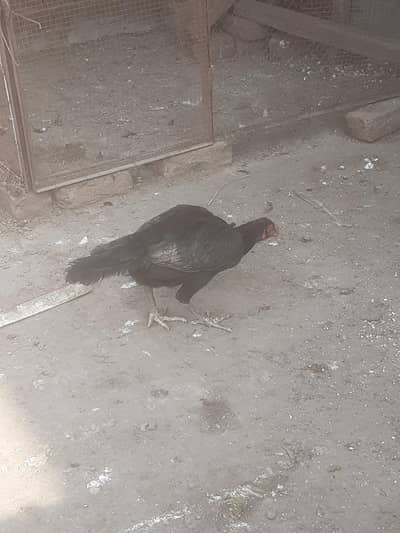 Egg laying Aseel Hen