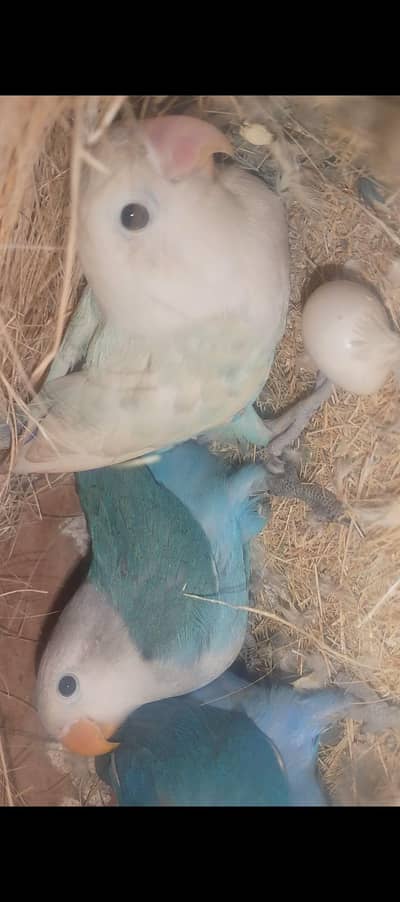 love bird pair 2 parrots