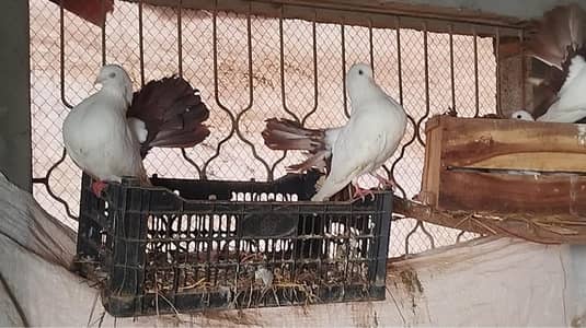 Black/Red Mukhi , Red tail and reverse swing pair