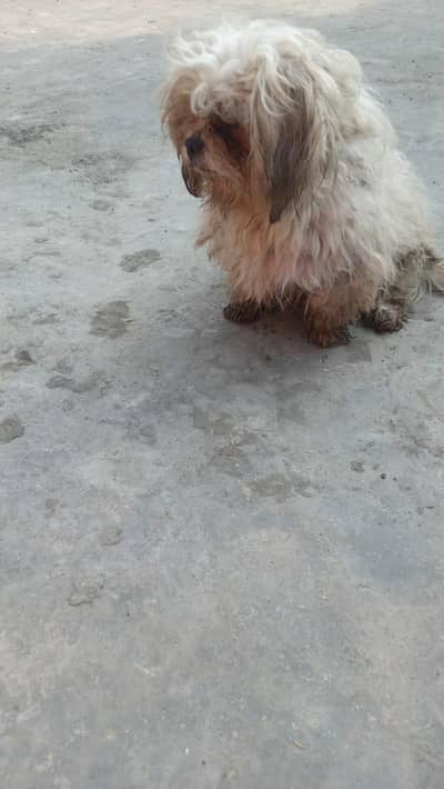 Shitzo Puppy Male Age 2 years