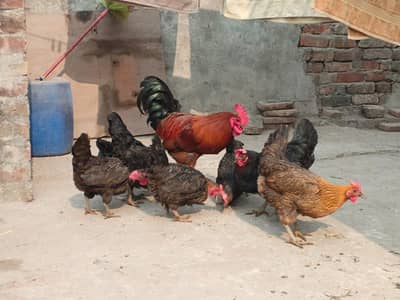 Pure Desi Misiri Hens  /  Egg lying hens