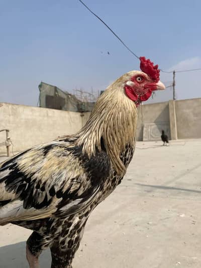 Java murgha & misri murghi