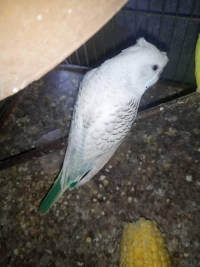 ustailion toty pis hay 03122842737