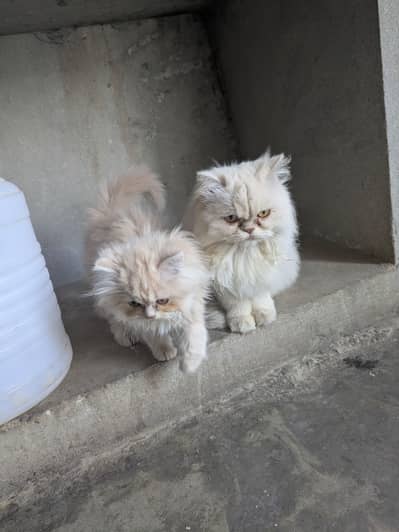 Pair of 2 females one Is 1 year old and second is 2 months old