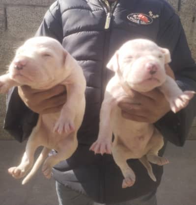 pure kuhati gultair puppies male female