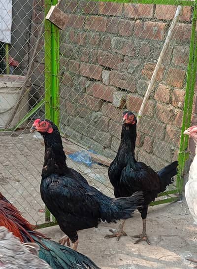 Aseel Thai | High quality Hens