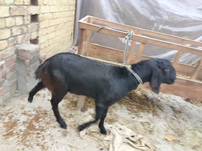 bltal pahat for sale ha