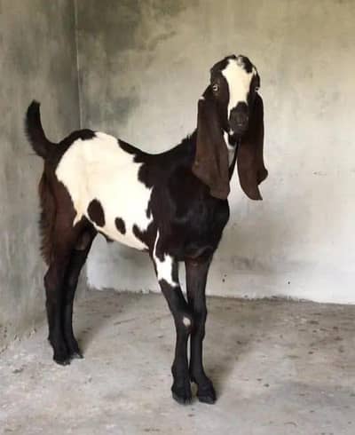 betal bakriya for sale