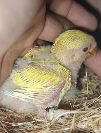 Cage+Box+1 chick  + pair breeder common lutino