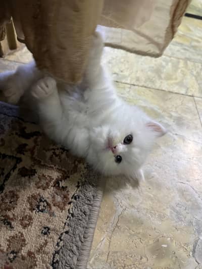 Persian kittens available
