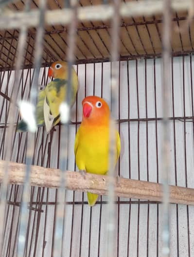 Beautiful Lutino personata and pied Fischer Lovebirds Pair for Sale