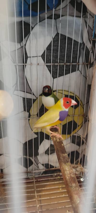 Gouldian finches
